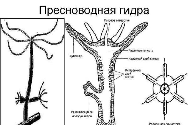 Кракен нрк